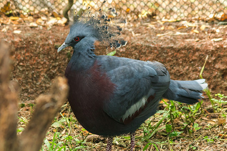 动物园笼子里的维多利亚冠鸽，维多利亚古拉。