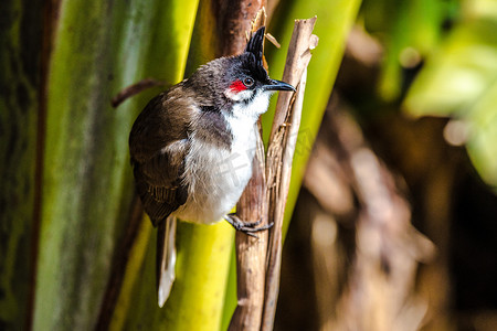 东南亚人摄影照片_东南亚红须鹎 (Pycnonotus jocosus)，毛里求斯，非洲