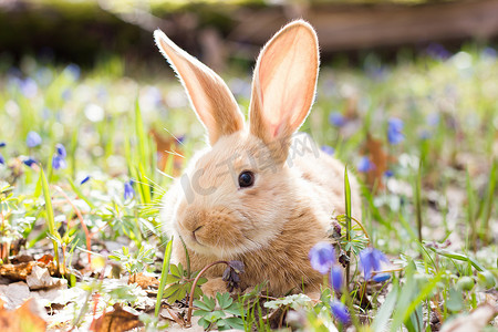 一片蓝色春天的花朵和一只毛茸茸的小红兔子的空地，