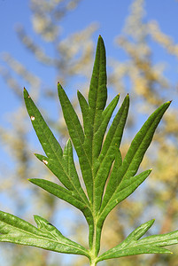 青蒿，过敏原植物