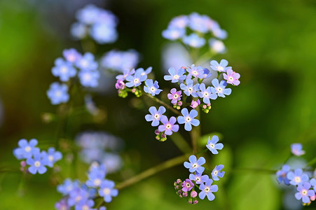 蓝色小花美丽的彩色镜头在草丛中。