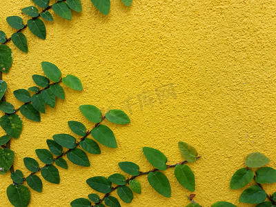 爬山虎背景墙摄影照片_黄墙上的 Coatbuttons 墨西哥雏菊植物