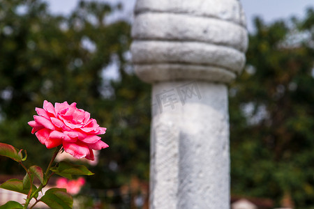 烈士纪念碑摄影照片_玫瑰花和奥斯曼墓碑