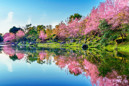 美丽的樱花树在春天盛开。