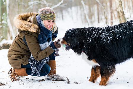 遛狗的女人摄影照片_冬日遛伯尔尼山犬的女人