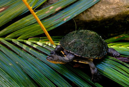 雷蛇摄影照片_被藻类覆盖的东方长颈龟