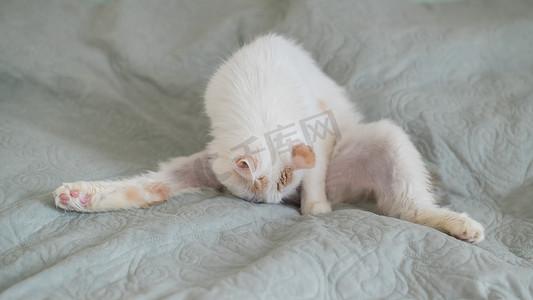 猫舔摄影照片_白色毛茸茸的猫舔躺在床上。