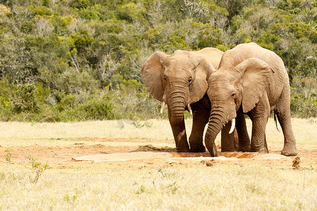 两只游戏的大象摄影照片_两只爱情鸟大象喝水