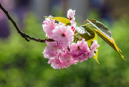 春天的樱花树开花