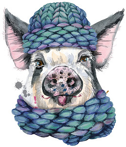 冬季蓝色针织帽猪的水彩肖像