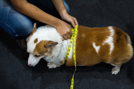 柯基犬摄影照片_柯基犬超重和肥胖，用胶带线