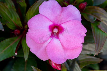 凤仙花摄影照片_粉红色的新几内亚凤仙花在盆中