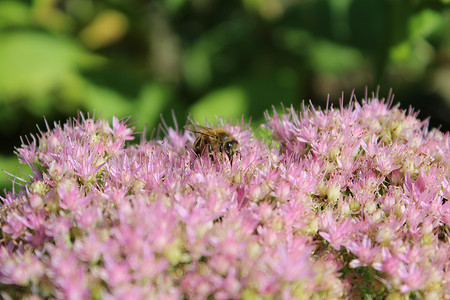 蜜蜂和蝴蝶摄影照片_蝴蝶和蜜蜂