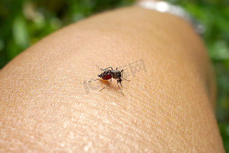 蚊子吸人血
