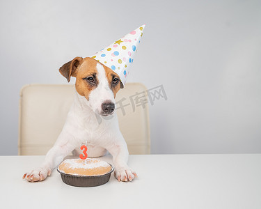 杰克罗素梗犬戴着节日帽，旁边是白色背景上点着蜡烛的馅饼。