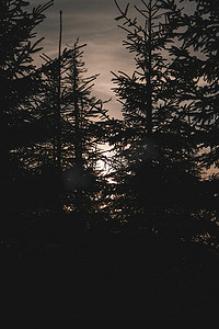 捷克共和国冬季松树后的日落