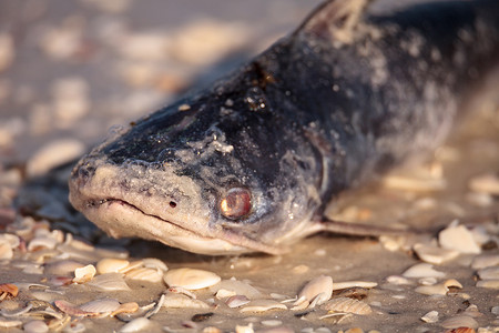 赤潮导致鱼类被冲上岸死亡