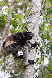 树上的黑色和白色狐猴 Indri