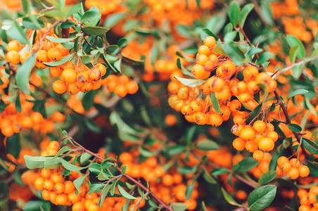 秋季背景与橙色成熟的沙棘、沙棘、季节性园林植物有益健康。