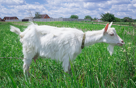 村庄夏季草甸上的白色成年山羊草