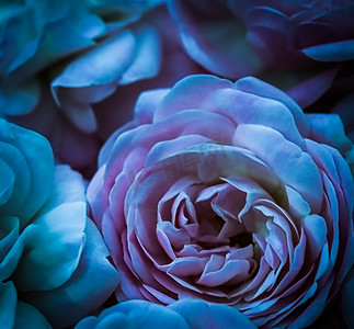 柔和的焦点，抽象花卉背景，蓝玫瑰。