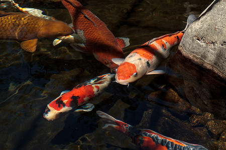 锦鱼摄影照片_锦鲤鱼，Cyprinus carpio haematopterus