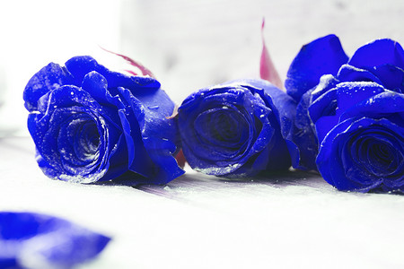 美丽的蓝玫瑰