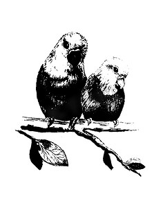 两只鸟，鹦鹉的插图