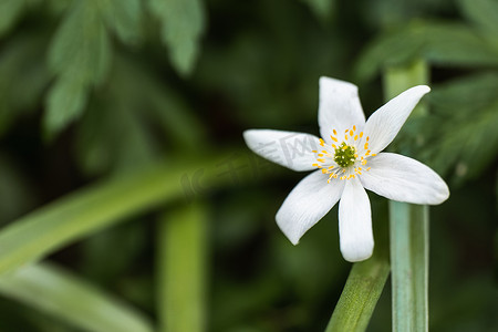 一朵纸白花