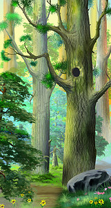 中空心摄影照片_在针叶林的一棵大松树中空心