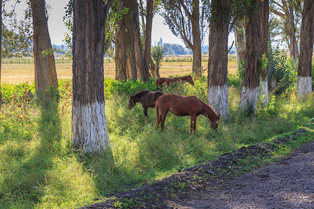 三匹马在路边的树林间吃草