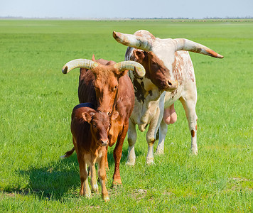 放牧图摄影照片_草原瓦图西牛的公牛、母牛和小牛