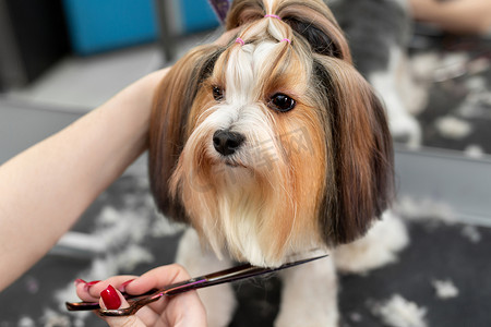 约克夏犬摄影照片_一位女性美容师用剪刀剪掉约克夏犬的羊毛。