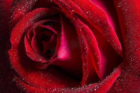 玫瑰花粥摄影照片_背景微距红色玫瑰花瓣