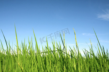 稻米摄影照片_稻米与蓝天
