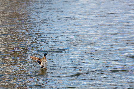 一只羽色鲜艳的野鸭长龙展开翅膀，漂浮在湛蓝的水面上，空间的复制品。