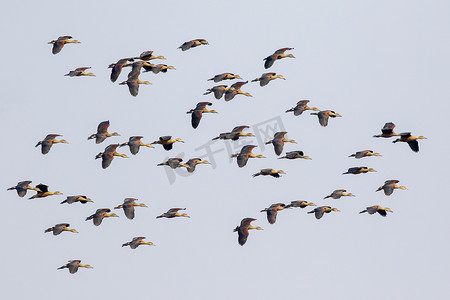 小印度摄影照片_一群小口哨鸭 (Dendrocygna javanica) 在天空中飞翔的图像。
