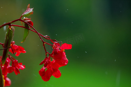 雨中绿色背景的红色凤仙花，孤立