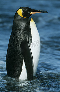 帝企鹅摄影照片_帝企鹅在水中