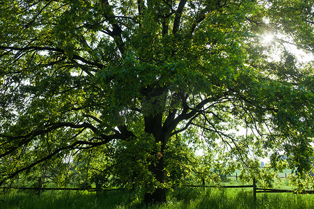 厚实摄影照片_老橡树在明亮的夏日