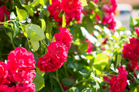 红玫瑰花丛绿叶，是任何场合送给女性的完美礼物。