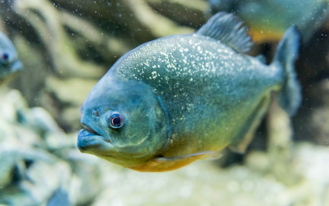 生活方摄影照片_水族馆环境中热带食人鱼水下的特写