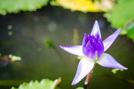 池塘里的紫莲花
