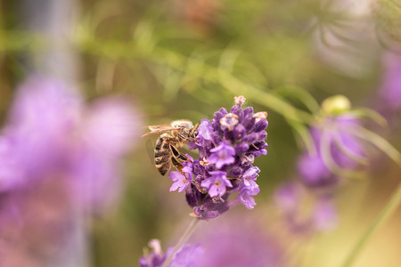 阳光下蜜蜂和薰衣草授粉，阳光明媚的薰衣草