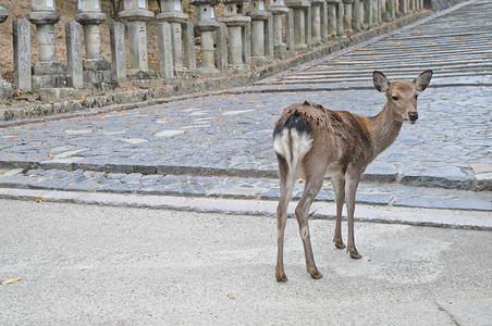 日本奈良古石路上的日本棕鹿