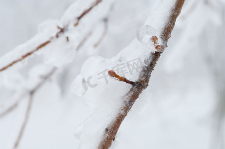 滴落雪花摄影照片_冻雨覆盖了公园森林的树木和表面