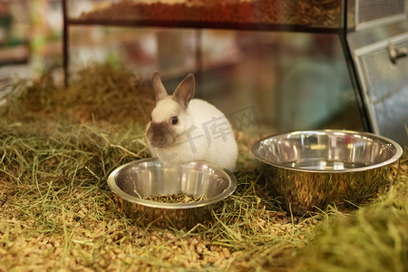 喝酒的兔子摄影照片_宠物店玻璃橱窗后出售的兔子