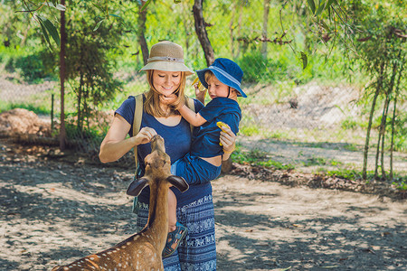喂鹿摄影照片_母子在热带动物园用手喂美丽的鹿