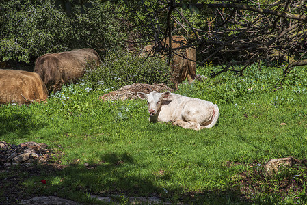 牛艺术摄影照片_一群牛和一头小牛在森林前的草地上吃草。