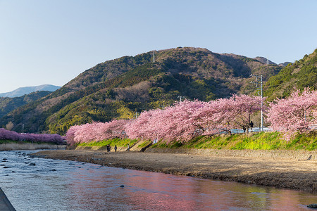 河津的樱花树和河流
